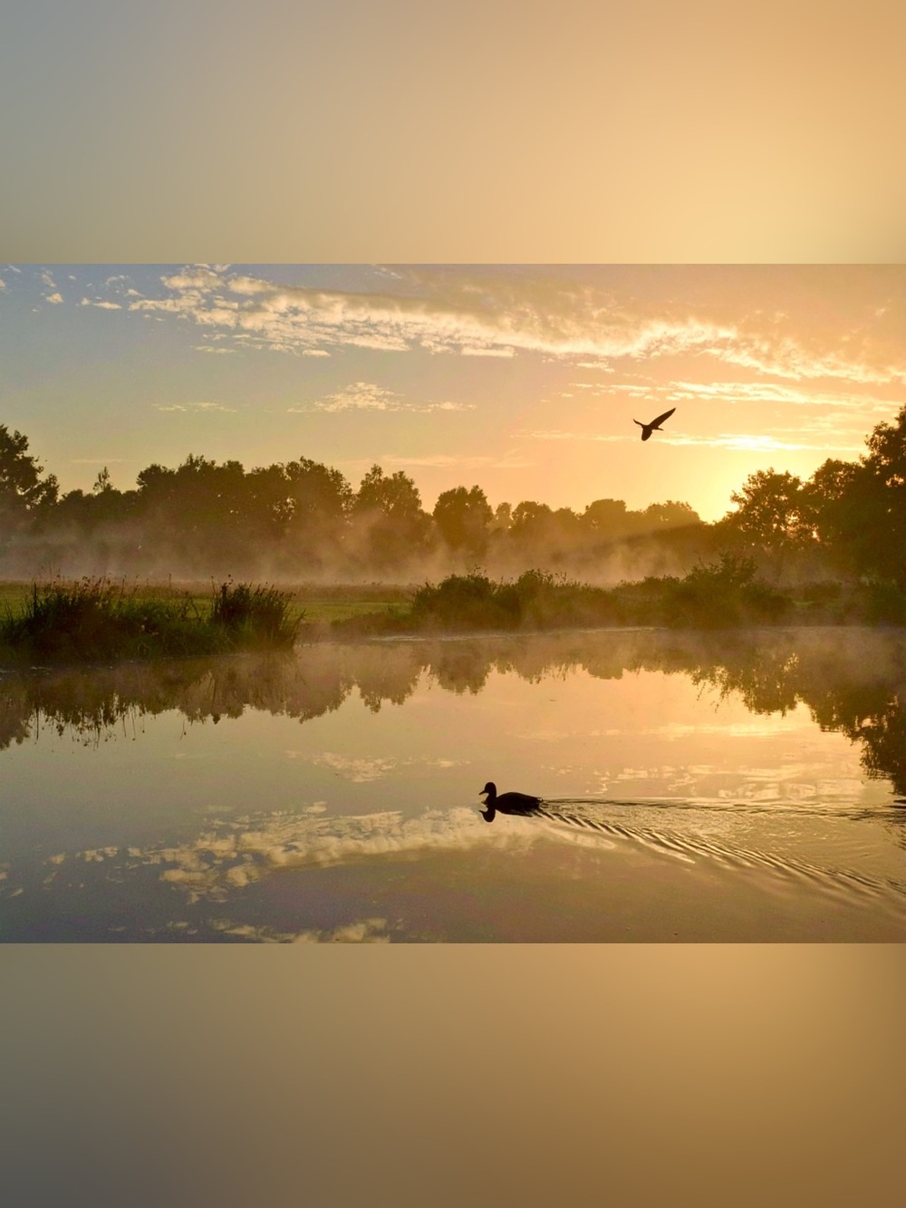 Golden Sunrise Lake Photography Wall Art - Tranquil Duck Scene